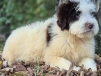 Chocolate pied aussiedoodle yavrumuz