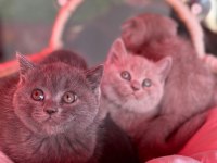 Scottish Fold bebeklerimiz
