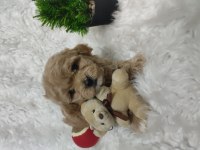 Veteriner kontrolünden garantili maltipoo bebekler
