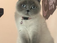 Birbirinden ayrılmayan tatlı scottish fold arkadaşlar uyguna