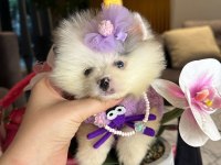 Mutluluk Getirecek Yavru Köpekler Sizi Bekliyor
