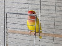 3 Aylık Lutino Sevda Papağanı