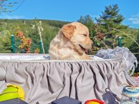 Baby face safkan golden retriever yavruları