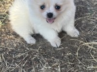 Orijinal pomeranian bebekler