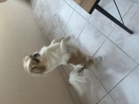 1 yaşında dişi pekinez