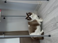 Şecereli ragdoll kızımız yeni yuvasını arıyor