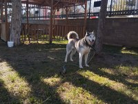 2 buçuk yaşında safkan dişi husky (sibirya kurdu)