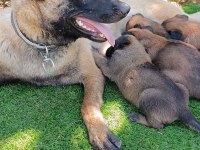 Safkan Malinois Yavrular