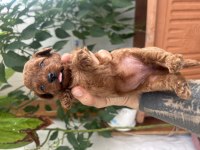 Toy poodle kore kan