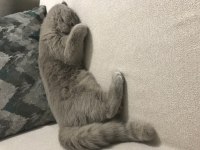 4,5 aylık scottish fold lilak dişi