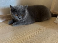 On iki şubat british shorthair