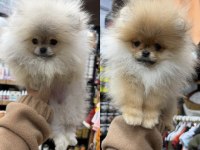 Kaliteli Boo Pomeranian