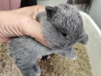 YUVANIZA TATLI CÜCE LOP TAVŞANI YAVRULARI