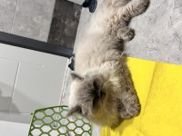 Talı patiler iran kedisi erkektir