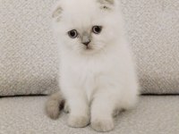 Maviş gözlü scottish fold yavrum yeni ailesini arıyor