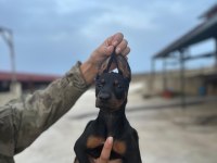 Kaliteli Doberman Yavruları