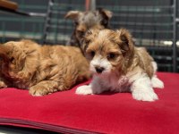 Petmode köpek çiftliğinde ziyarete açık morkie