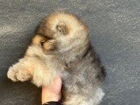 MÜKEMMEL ANATOMİ GÜLEN YÜZ TEDDY BEAR POMERANİAN BOO