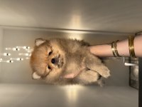 Pomeranian boo yavrular ırkına uygun