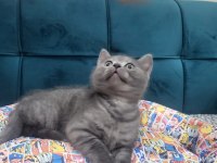 British shorthair yavrular ırk sağlık garantili