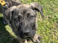 Köpeğimiz Raskal 2,5 aylık aile arıyor