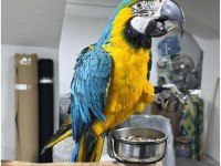 FULL EVCİL KONUŞAN SARI LACİVERT MACAW PAPAĞANIMIZ