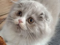 Lilak Scottish Fold Bicolor Dişi