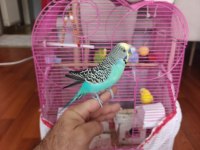 İki dişi ve iki erkek muhabbet kuşu
