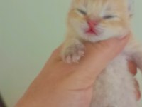 Şecereli golden anne baba yavruları kediler
