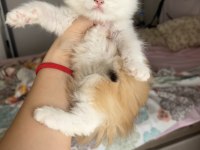 Blh ny1203 erkek british longhair kardeşler
