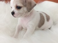 Irk Şampiyonu Babadan SAFKAN Chihuahua