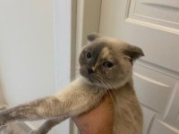 Scottish fold acil yeni yuvasını arıyor