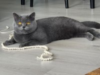 KEDİMİZE ÖMÜRLÜK YUVA ARANIYOR