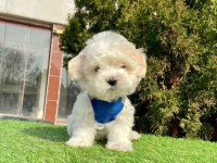 BAL TADINDA MALTESE TERRİER YAVRULARI