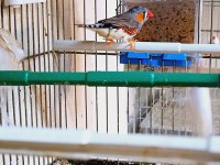 Sahibinden Farklı Cinslerden ve Renklerden Finch (İspinoz)