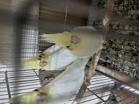 Albino Lutino Sultan Papağanı