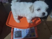 Orijinal 0 numara maltese 2 aylık dişi yavrular