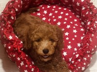 Sahibinden Çok Acil Poodle