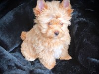 Çok özel exotic yorkshire terrier yavrularımız