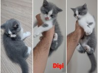 British Shorthair Bicolor