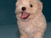 Böyle güzel maltipoo yavrum olsun istiyorsan ulaşabilirsin