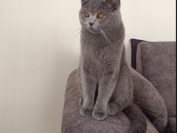 Sahibinden ücretsiz british shorthair