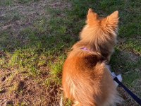 Pomeranian Dişi Kızımız