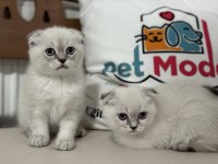 Yasal ruhsatlı işletmede ziyarete açık scottish fold