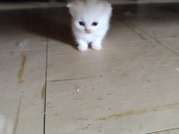 Scottish fold ve scottish straigt erkek yavrular