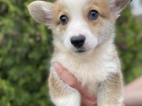 Türkiyede TEK Corgi Bebekler