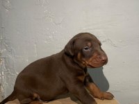 KIZIL DOBERMAN BEBEKLER