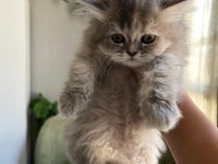 Son bir minik british longhair sizi bekliyor
