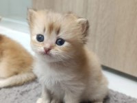 Golden British Longhair Yavrularımız