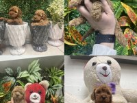 Birinci Sınıf Poodle Bebekler